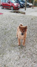 Cucciolo maschio di Shiba Inu