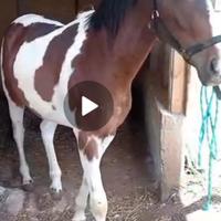 Puledra Paint
