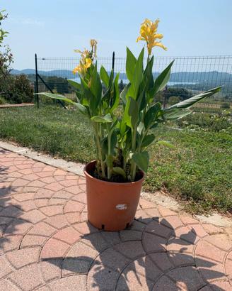 Canna d’India altezza 70 cm in vaso da 25.