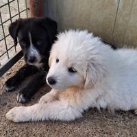 CUCCIOLE 2 MESI E MEZZO taglia media IN CANILE