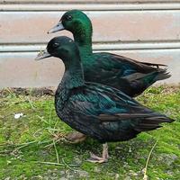 Pulcini