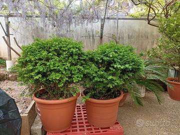 Pianta di Bosso in vaso 