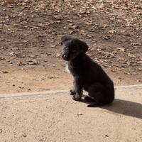 Cuccioli di meticcio