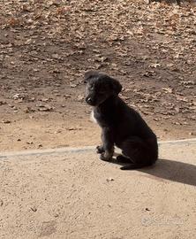 Cuccioli di meticcio