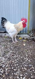 gallo giovane già pronto per la monta