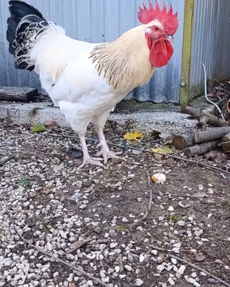 gallo giovane già pronto per la monta