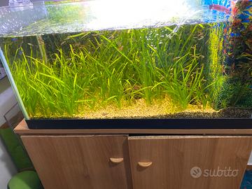 Acquario completo