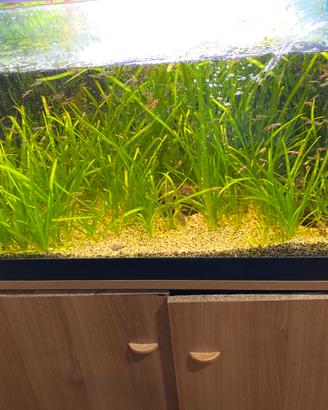 Acquario completo