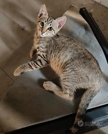 Gattino Tigrato coccolone