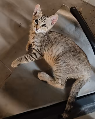 Gattino Tigrato coccolone