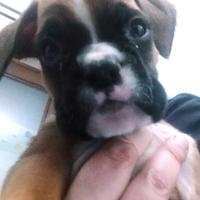 Cuccioli boxer