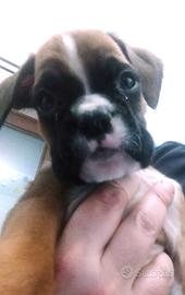 Cuccioli boxer