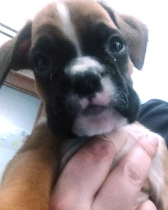 Cuccioli boxer