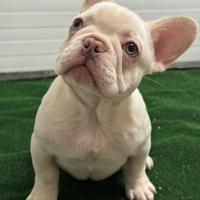 Cucciolo di bulldog francese