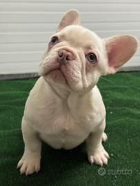Cucciolo di bulldog francese