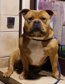 American bully pocket