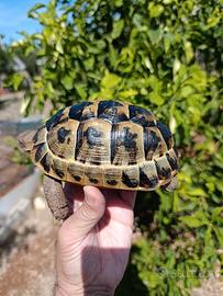 Testudo Graeca femmina tartaruga testudo greca