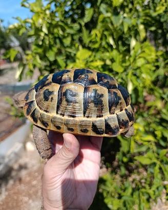 Testudo Graeca femmina tartaruga testudo greca