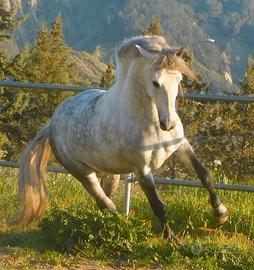 Stallone Unico di Corsiero Neapolitano