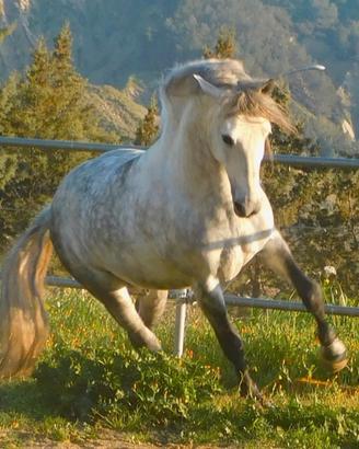 Stallone Unico di Corsiero Neapolitano