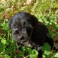 Maltipoo,cane,cucciolo,barboncino, toy