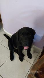 Cucciolo Labrador .best for last