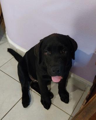 Cucciolo Labrador .best for last