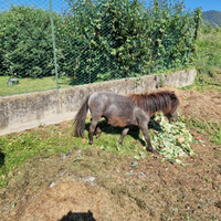 Miny pony