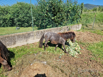 Miny pony