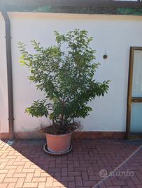 pianta di limone 