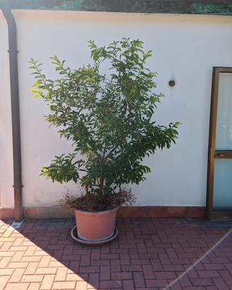 pianta di limone 