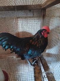 Marans