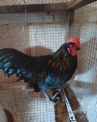Marans