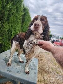 Springer spainel per monte