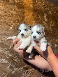 Husky