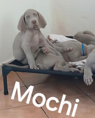 Cuccioli weimaraner