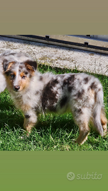 Australian shepherd cucciola pedigree