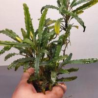 Bucephalandra "King Crocodile"