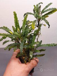 Bucephalandra "King Crocodile"