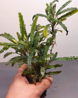 Bucephalandra "King Crocodile"