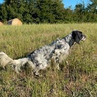 Setter inglese maschio
