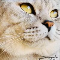 BRANDO: British Shorthair - Per accoppiamento