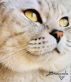 BRANDO: British Shorthair - Per accoppiamento