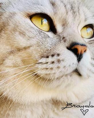 BRANDO: British Shorthair - Per accoppiamento