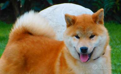 Straordinario cucciolone Shiba