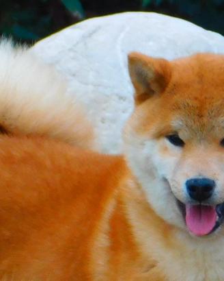 Straordinario cucciolone Shiba
