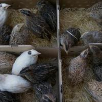 Quaglie pronti da uova