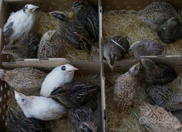 Quaglie pronti da uova