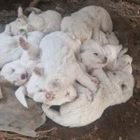 Cuccioli pastore maremmano abruzzese