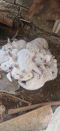 Cuccioli pastore maremmano abruzzese